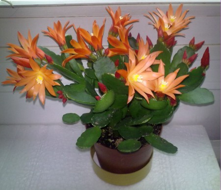 Rhipsalidopsis - Veľkonočný kaktus