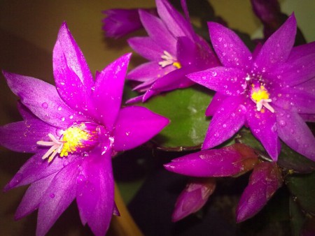 Rhipsalidopsis - Veľkonočný kaktus