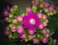 Kalanchoe blossfeldiana (sukulent)
