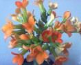 Kalanchoe blossfeldiana (sukulent)