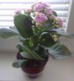 Kalanchoe blossfeldiana (sukulent)